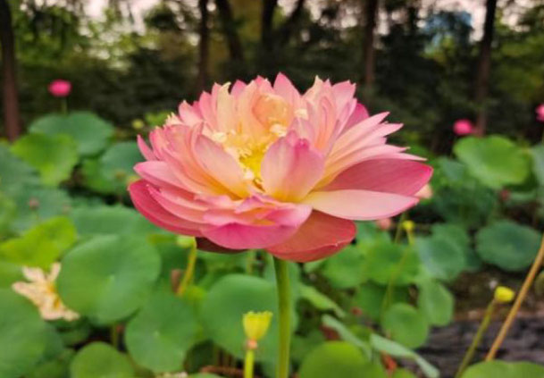 Nelumbo Qinhuai Moonlight Night