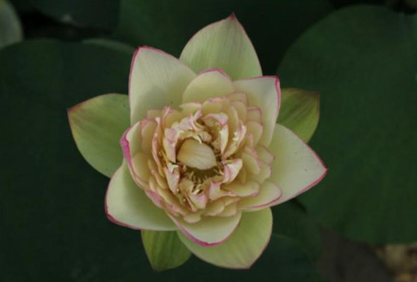 Nelumbo Jiangnan Silk Brocade  江南绸锦