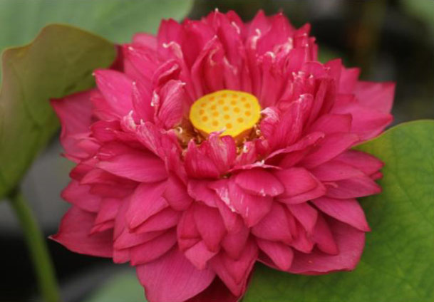 Nelumbo Great Purple Jade  大紫玉