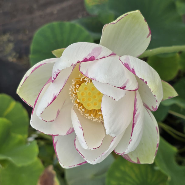 Lotos Nelumbo Empress / Alba Striata