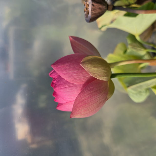 Nelumbo Aquarello S-2016-14