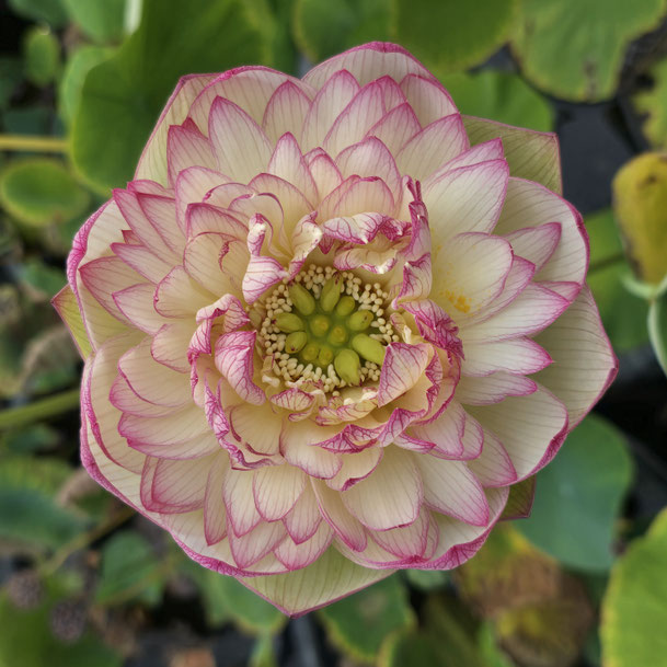 Nelumbo Xi Jin Xia / Pink Brocade