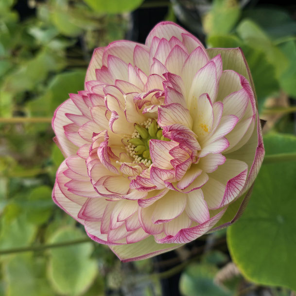Nelumbo Xi Jin Xia / Pink Brocade