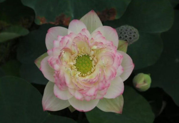 Nelumbo Qinhuai Oars  秦淮桨声