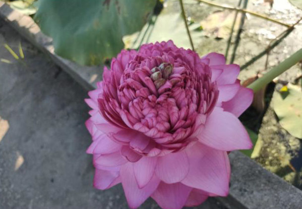 Nelumbo Ultimate Thousand Petals  至尊千瓣