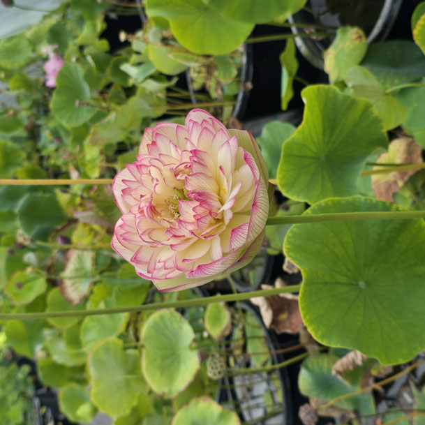 Nelumbo Xi Jin Xia / Pink Brocade