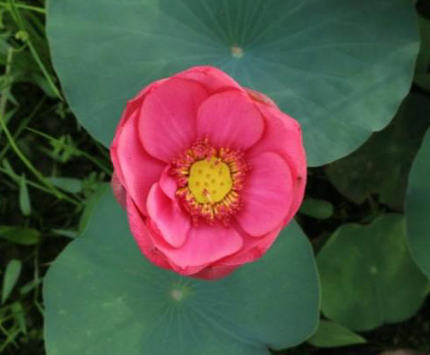 Nelumbo Tipsy Red Clouds  醉翁红霞