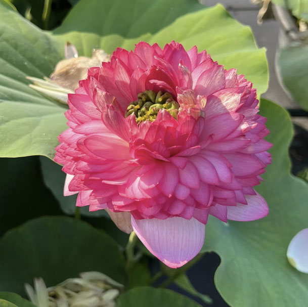 Lotos Nelumbo Tower of Day and Night