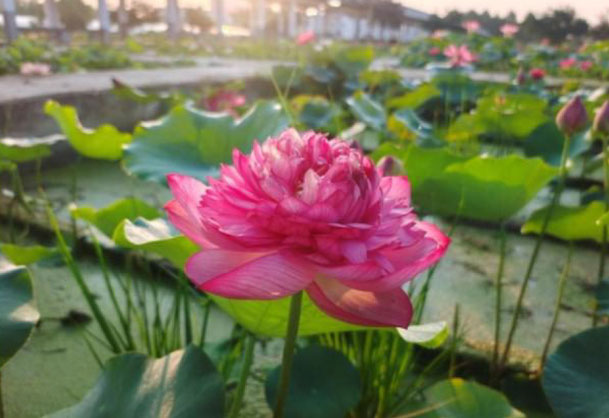 Nelumbo Zhongshan Library  钟山书楼