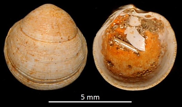 Loripes dentatus, Miocene dell'Aquitania