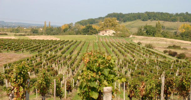 Vignoble de l'AOC Côtes de Castillon, entre Saint-Emilion et Bergerac