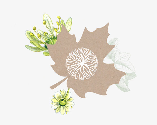 Keltisches Baumhoroskop, fein gezeichnete Ahornblätter und Samen