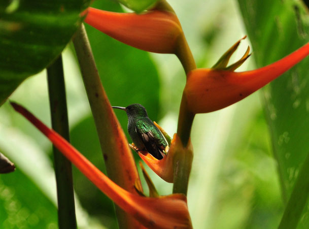 Colibri dans une fleur (Parc national Manuel Antonio, Costa Rica)