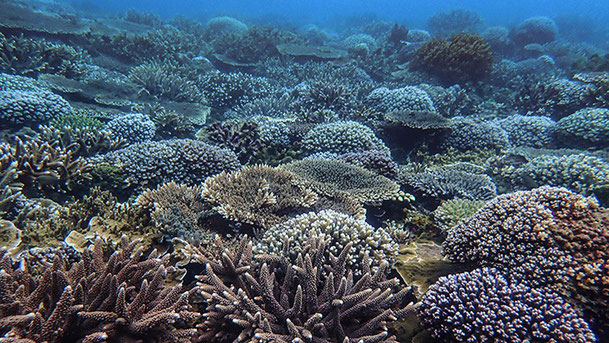 THE REEFS AROUND THE KEPPEL ISLANDS IN THE SOUTHERN GREAT BARRIER REEF SUFFERED SEVERE CORAL BLEACHING IN 2020. TAKEN IN 2021, THIS IMAGE DEMONSTRATES THE REEF RECOVERY. PHOTO BY CATHIE PAGE.