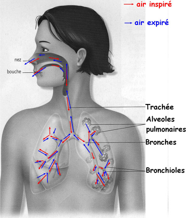 L2 respi Site de svtostrevant