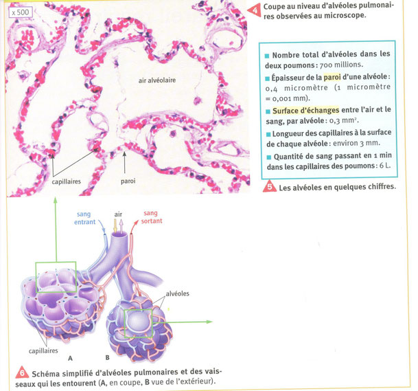 L2 respi Site de svtostrevant