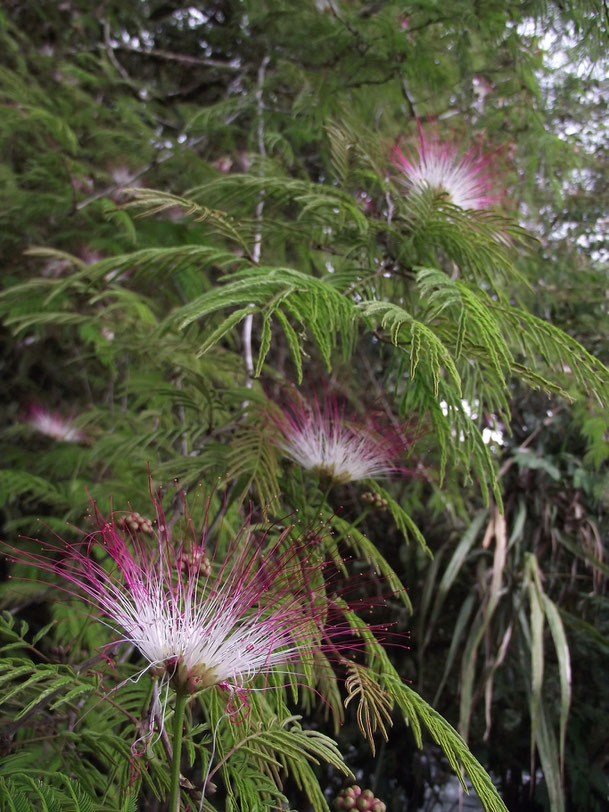 Mindo, Ecuador