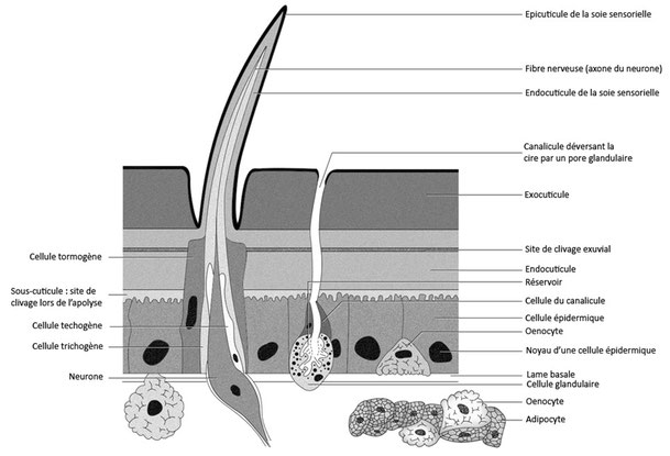   Figure 5 : Dessin d'observation des cellules associées à l'épiderme des arthropodes (d'après Beaumont modifié) Cliquez pour agrandir.