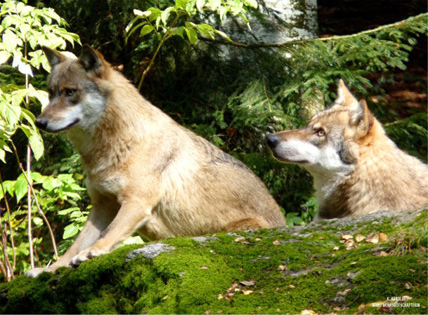 Wölfe, Foto: NABU/ Karin Abrolat