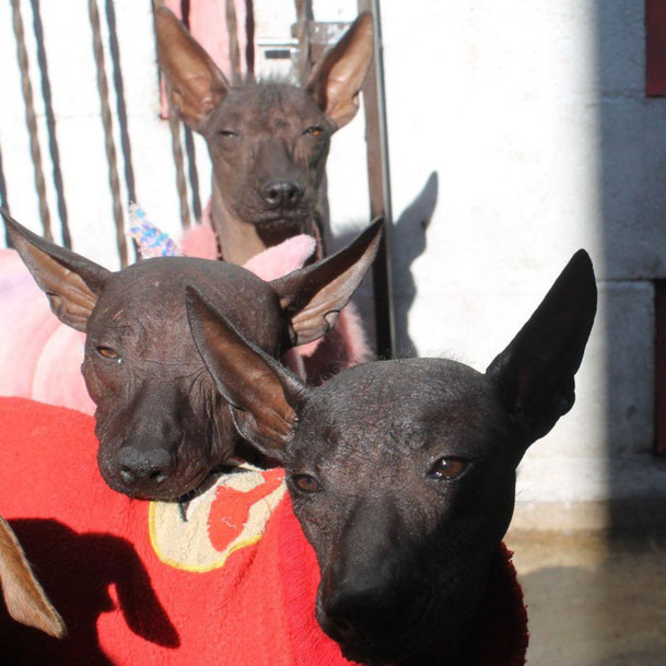 Fotografia a Altar, Aruma e Ikal, xoloitzcuintles | Xolos Ramirez