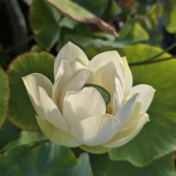 Nelumbo Wedding Dress