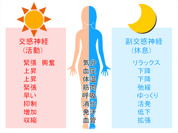 交換神経(活動):緊張 興奮 血圧上昇 体温上昇 筋肉緊張 呼吸早くなる 消化抑制 発汗増加 血管収縮の働きをします。 副交感神経(休息):リラックス 血圧下降 体温下降 筋肉弛緩 呼吸ゆっくり 消化活発 発汗低下 血管拡張の働きをします。