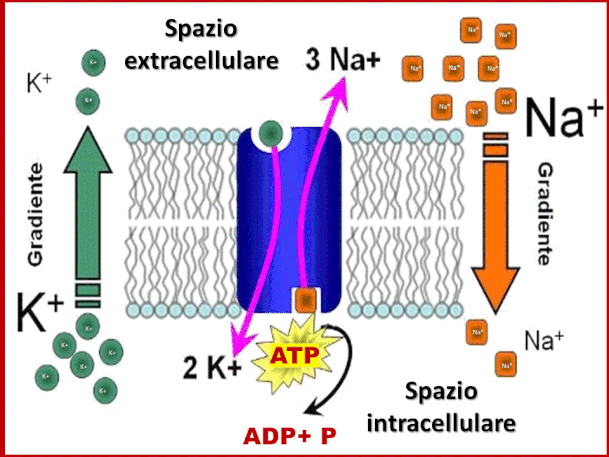 La pompa  Na/K  trasporta il Na+ verso lo spazio extracellulare e il K+ verso lo spazio in-tracellulare .Ogni ATP che viene idrolizzato permette il trasporto 3 Na+ nello spazio ex-tracellulare e 2 K+nel citosol. 