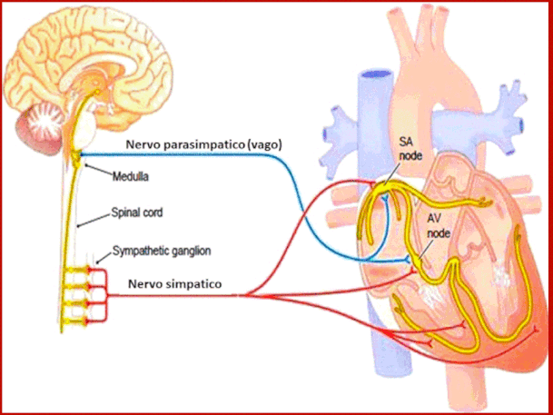 Quando La Frequenza Cardiaca E 60 B M Gennarino Borrello