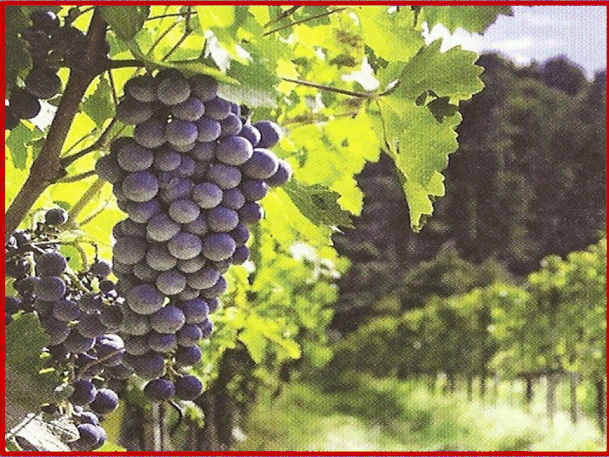 Nella buccia delle uve nere si trovano grandi concentrazioni di polifenoli che limitano l'a-zione dei radicali liberi.