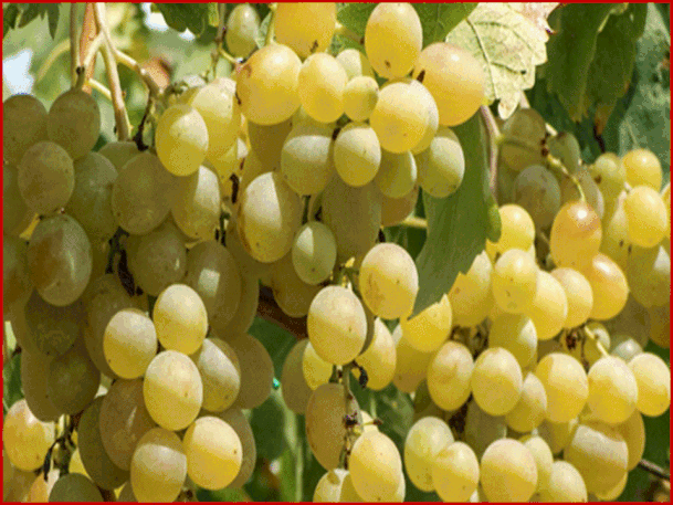 Il grappolo d'uva è il frutto della vite ed è  formato da 2 elementi: il raspo e l'acino.