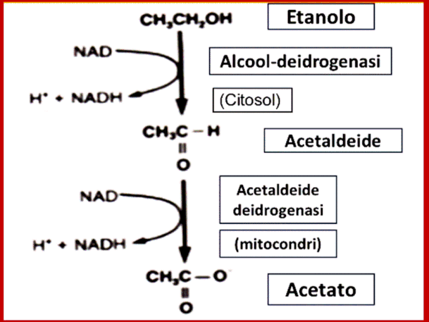 Nell'ossidazione da acetaldeide ad acetato interviene l'enzima acetaldeide deidrogenasi. Se l’apporto di alcool è elevato, il fegato non riesce a smaltire tutto l'etanolo e riversa in circolo anche l'Acetaldeide sostanza tossica per tutto l'organismo.