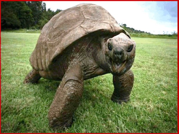 La tartaruga con una frequenza cardiaca di  6 battiti/m  ha una aspettativa di vita di 150 anni. Jonathan è una tartaruga delle Seychelles che ha 187 anni ed è il più vecchio ani-male vivente sulla terra.