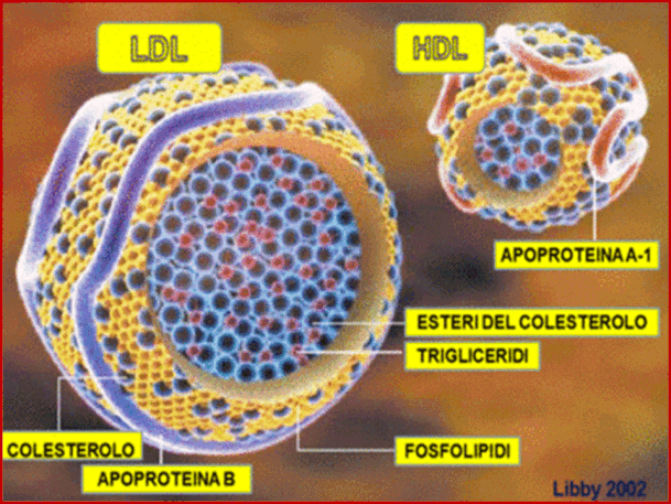 Colesterolo-LDL (Low Density lipoprotein, Lipoproteine a bassa densità). Il colesterolo trasportato dalle LDL è definito"cattivo" perchè le LDL portano il colesterolo dal fegato alle cellule.