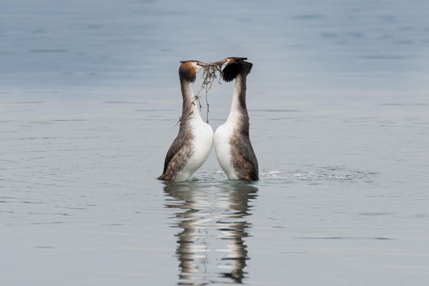 Balz der Haubentaucher