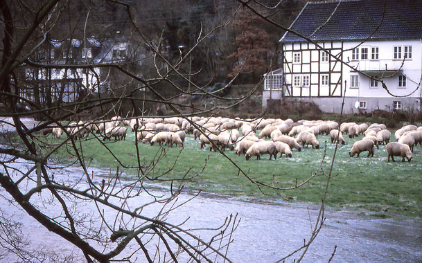 Schafherde in Sallinghausen bei Hochwasser im Februar 2003