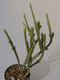 Crassula muscosa f. variegata