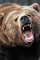 Oso Grizzly