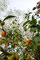 Cédrats, citrons et agrumes #02