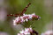 2007-07-22 Landkärtchen