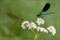 2009-08-31 Pärchen