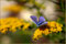 2006-09-20 Bläuling