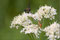 2009-08-31 auf der Jagt
