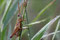 2008-06-17 im Morgentau