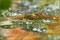 2007-06-17 "Goldmarie"  Pechlibelle