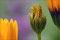 2008-05-18 "Blütenpinsel"