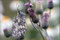 2007-07-22 Schachbrettfalter