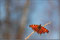2010-03-18 C-Falter in der Wahner Heide