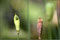 2005-06-22 im Mohnland sitzt ne kleine Wanz