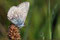 2008-06-17 Bläuling im Tropfengras