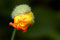 2005-05-12 ( Donald Duck ;)  kleiner gelber Garten-Mohn